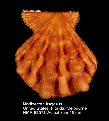 Nodipecten fragosus (2).jpg - Nodipecten fragosus (Conrad,1849)